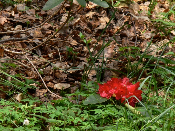 Bois des Moutiers (59) Mai 2012